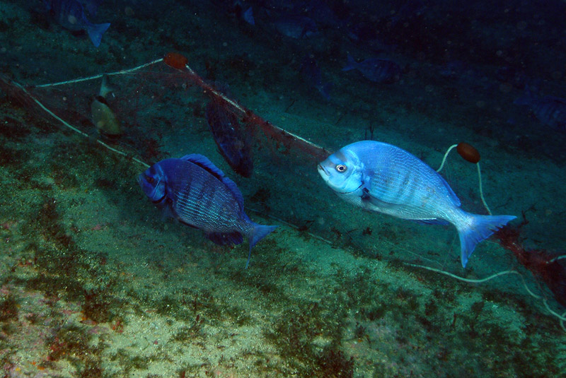 Continua la riproduzione di Spondyliosoma cantharus